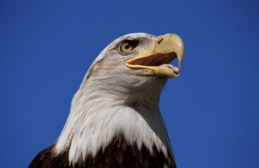 Bald Eagle, Alaska, USA / (Haliaeetus leucocephalus)