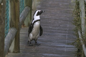 Obraz premium Black footed penguin (Spheniscus demersus) on wooden bridge, Bouldersbeach, Simonstown, Western Cape Province, South Africa, Africa