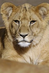 Young African Lion (Panthera leo)