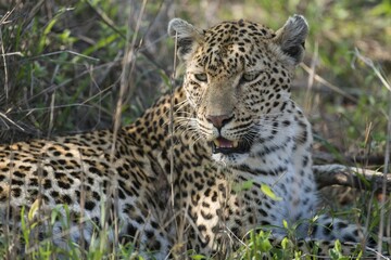 Leopard (Panthera pardus), female, portrait, lying in grass, Sabi Sands Game Reserve, Mpumalanga,...