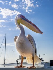 Great white pelican (Pelecanus onocrotalus), Sandwich Harbour, Walvis Bay, Erongo Region, Namibia, Africa
