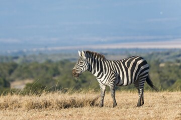 Plains Zebra (Equus quagga), Ol Pejeta Reserve, Kenya, Africa