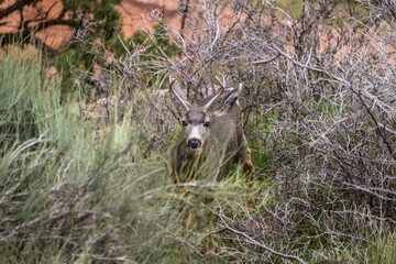 Mule deer (Odocoileus hemionus), young buck in scrub, Bright Angel Trail, South Rim, Grand Canyon National Park, Arizona, USA, North America