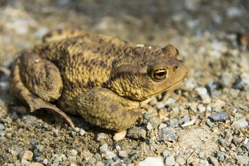 Common toad (Bufo bufo) on ground, Styria, Austria, Europe