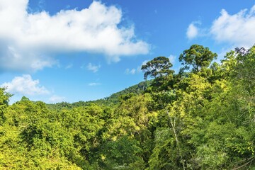 Tropical rainforest, Ko Pha-Ngan, Surat Thani, Thailand, Asia
