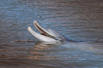 Dolphins eating a fish