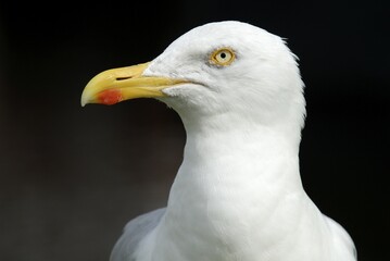 A portrait from a silver gull (Larus argentatus), Germany, Europe., Europe