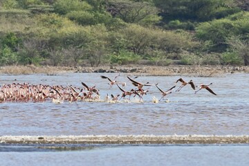 Flamingos (Phoenicopteridae) departing,  Lake Bogoria, Kenya, East Africa, Africa