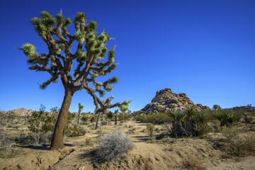 Joshua Trees (Yucca brevifolia), Boy Scout Trail, Joshua Tree National Park, Desert Center, California, USA, North America