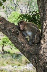Rhesus macaque (Macaca mulatta) sitting in tree, Mudumalai National Park and Wildlife Sanctuary, Tamil Nadu, India, Asia