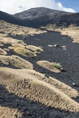 Sicilian milkvetch (Astragalus siculus), endemic pioneer plant on lava field of 1928, Mount Etna,...