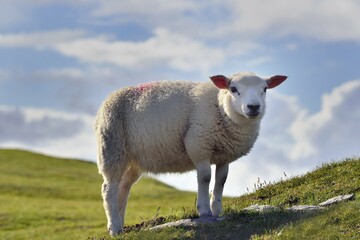 Sheep on Bray Head, Valentia Island, County Kerry, Ireland, Europe