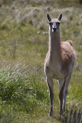 A wild guanaco (Lama guanicoe) standing on a meadow, Cochrane, Region de Aysen, Patagonia, Chile, South America, America, South America