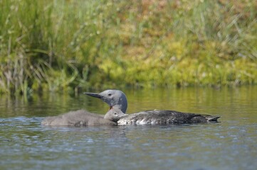 Red-throated Loon or Red-throated Diver (Gavia stellata)