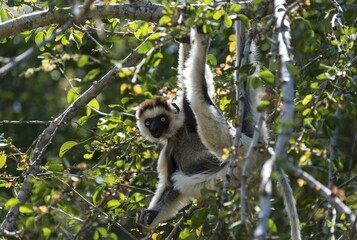 Verreaux's Sifaka (Propithecus verreauxi), Berenty, Madagascar, Africa