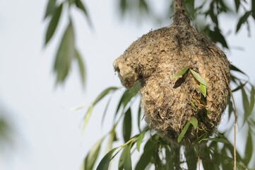 European Penduline Tit (Remiz pendulinus), nest