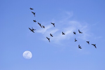 Flock of birds flying toward the moon in the evening sky