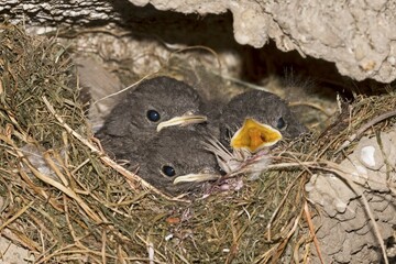Black redstart (Phoenicurus ochruros), young birds in nest, Germany, Europe
