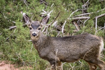 Mule deer (Odocoileus hemionus) in the undergrowth, camera view, Bright Angel Trail, South Rim, Grand Canyon National Park, Arizona, USA, North America