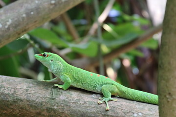 Green gecko
