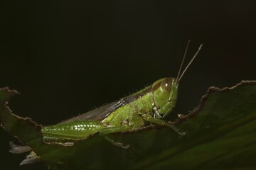 Slant-faced grasshopper (Gomphocerinae) sits on pitted leaf, Thailand, Asia