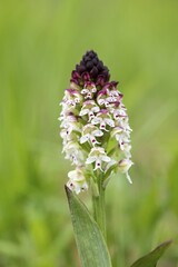 Burnt-tip orchid (Neotinea ustulata), Kaiserstuhl, Baden-Württemberg, Germany, Europe