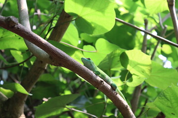 Green gecko