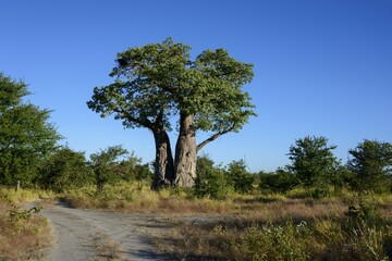 African baobab tree (Adansonia digitata) growing in Nxai Pan National Park, Botswana, Africa