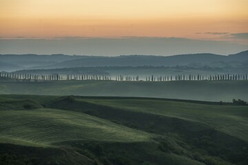 Hilly landscape with cypresses (Cupressus), morning light, Tuscany, Siena province, Italy, Europe