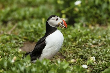 Puffin (Fratercula arctica), Farne Islands, Northumberland, England, United Kingdom, Europe