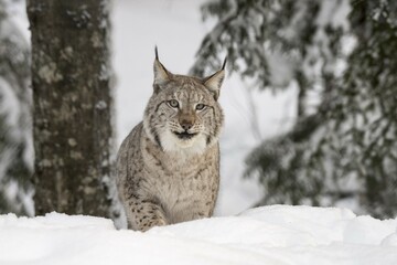 Eurasian lynx (Lynx lynx) in the snow, captive, Trones, Norway, Europe