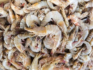 Fresh shrimps at fish market, Barka, Oman, Asia