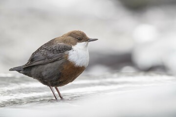 White-throated Dipper (Cinclus cinclus) on ice, Stubai Valley, Tyrol, Austria, Europe