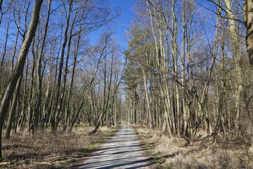 Forest track, Darss Forest near Prerow, Western Pomerania Lagoon Area National Park, Darss, Mecklenburg-Western Pomerania, Germany, Europe
