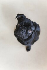 Black pug puppy from above