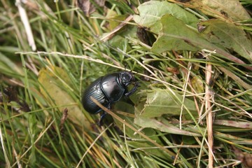 Dungbeetle Geotrupes stercorarius