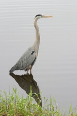 Gray heron Ardea cinerea