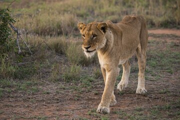 Lioness (Panthera leo) walking, Sabi Sands Game Reserve, Sabi Sabi Bush Lodge, South Africa, Africa
