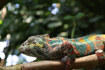 chameleon on a tree