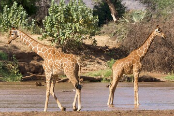 Reticulated Giraffes (Giraffa camelopardalis reticulata) standing in the river, Samburu National...