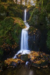 Fototapeta premium Small brook in an autumnal Beech forest (Fagus sylvatica) with a waterfall, Kandel Mountain, Black Forest, Freiburg im Breisgau, Baden-Württemberg, Germany, Europe