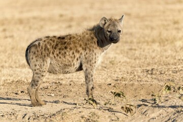 Spotted hyena (Crocuta crocuta) in the Ol Pejeta reserve, Kenya, Africa