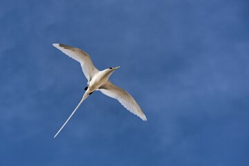 White-tailed tropicbird (Phaethon lepturus) in flight over Bird Island, Seychelles, Indian Ocean, Africa
