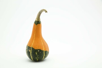 Pumpkin (Cucurbita)