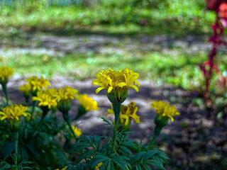 Yellow flowers in the garden close-up