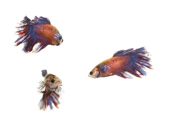 Siamese Fighting Fish, male (Betta splendens)