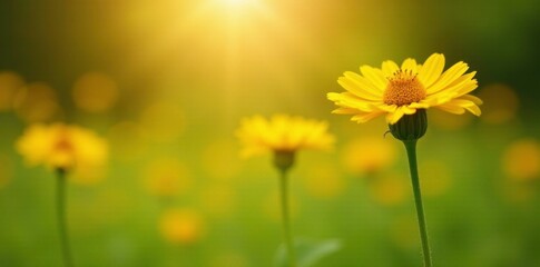 Fototapeta premium Tall Helenium stems with yellow flowers in full sun with bokeh background, wildflowers, tall, colorful