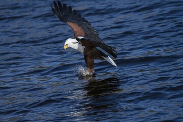 Fish eagle (Haliaeetus vozier) approaching prey in water, Chobe River, Chobe National Park,...