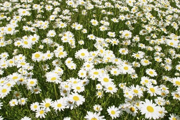Marguerite meadow Chrysanthemum