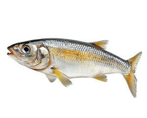Naklejka premium Fish is shown in its natural habitat, with its mouth open